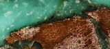 Polished Green Chrysoprase Slab - Western Australia #95857-1